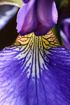 Iris sanguinea Stock Photos