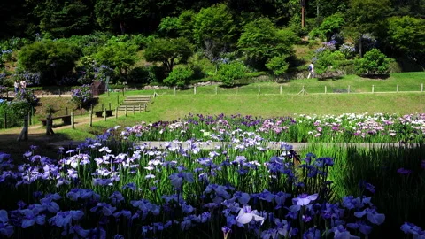Iris at Sankei-en Stock-Footage 332206801