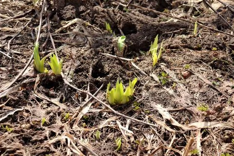 Iris seedlings push through dry grass in a flowerbed in a spring garden 스톡 사진