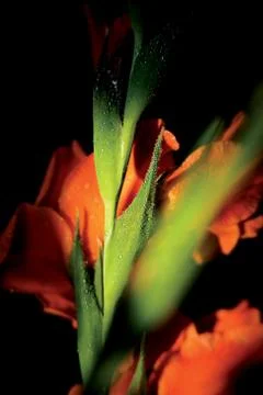 Iris shadow Foto stock