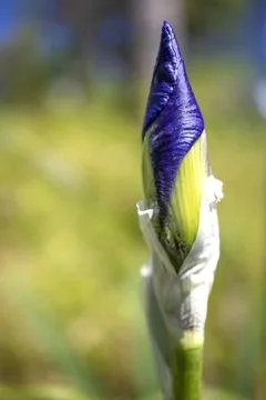 Iris Sharp Bud on Blurred Meadow Background Stock Photos