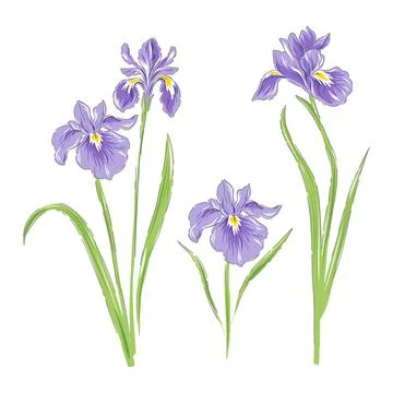 Iris spring flower botanical vector illustration Stock Illustration