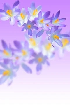Iris spring flowering on blurred background Stock Photos