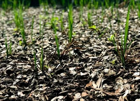 Iris sprouts in the garden Foto stock