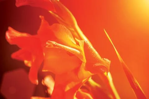 Iris sunset Foto stock