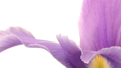 Iris Time-lapse Stock Footage 56009301