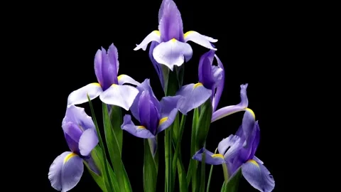 Iris Time-lapse Stock Footage 273838579