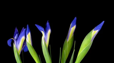 Iris Timelapse Stock Footage 7965820