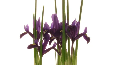 Iris Timelapse Stock Footage 37349828