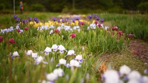 Iris, Tulips Stock Footage 11051640