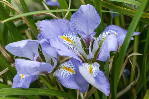 Iris unguicularis 스톡 사진