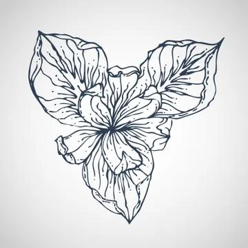 Iris vector hand drawn Illustrazione stock