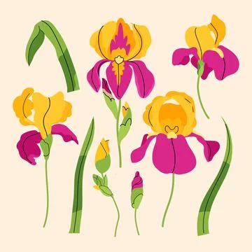 Iris vector set with yellow flowers, buds and leaves. Vector summer illustration Illustrazione stock