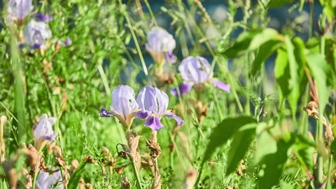 Iris versicolor is also commonly known as blue flag, harlequin blueflag, larg Stock Footage 174650853