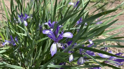 Iris versicolor is also commonly known as the blue flag Stock Footage 310719184