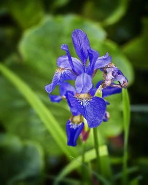 Iris versicolor, also commonly known as the blue flag, harlequin blueflag, la Stock Photos