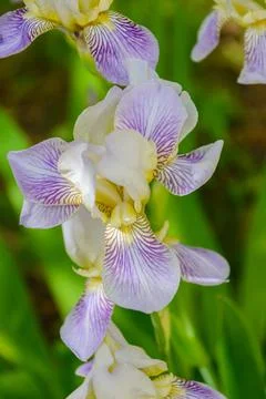 Iris versicolor is also commonly known as the harlequin blue flag, larger blu Stock Photos