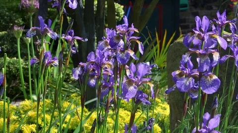 IRIS VERSICOLOR BLUE FLAG FLOWERS ENGLAND Stock-Footage 70705049