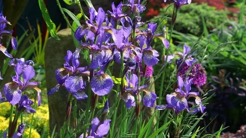 IRIS VERSICOLOR BLUE FLAG FLOWERS ENGLAND Stock Footage 83640134