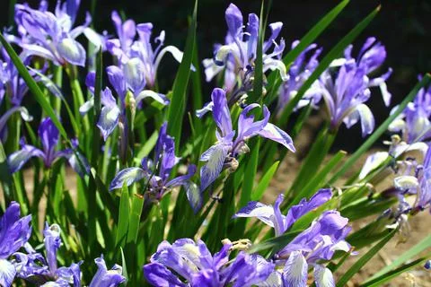 Iris versicolor or blue flag, harlequin blueflag, poison flag Stock Photos