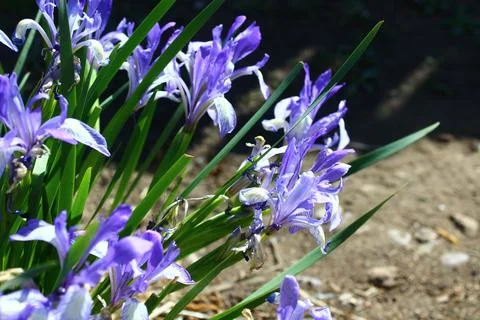 Iris versicolor or blue flag, harlequin blueflag, poison flag Stock Photos