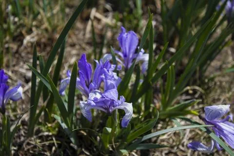 Iris versicolor or blue flag, harlequin blueflag, poison flag Foto stock