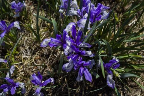 Iris versicolor or blue flag, harlequin blueflag, poison flag Stock Photos