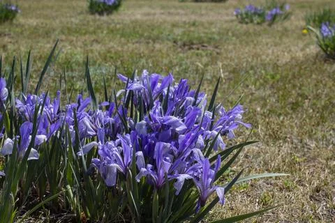 Iris versicolor or blue flag, harlequin blueflag, poison flag Stock Photos