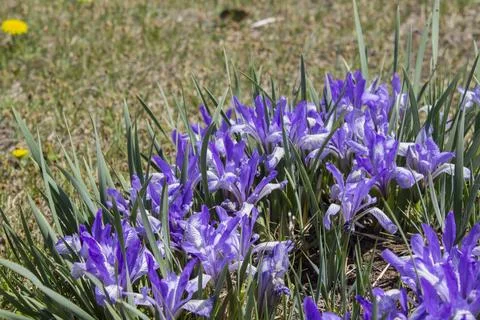 Iris versicolor or blue flag, harlequin blueflag, poison flag Foto stock
