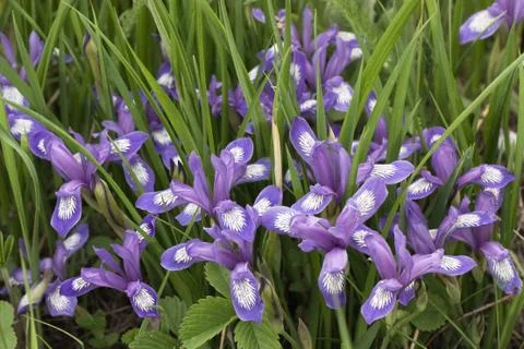 Iris versicolor 스톡 사진