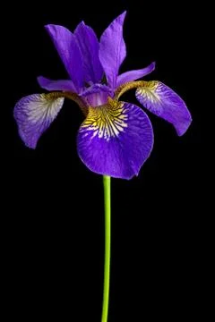 Iris versicolor Foto stock