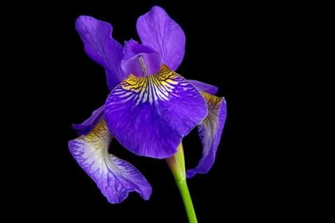 Iris versicolor Foto stock