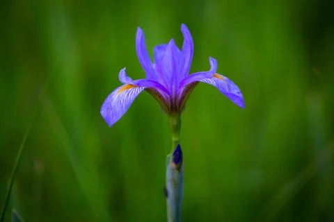 Iris Versicolor 스톡 사진