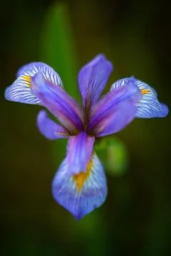 Iris Versicolor 스톡 사진