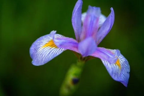Iris Versicolor 스톡 사진