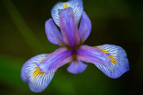 Iris Versicolor 스톡 사진
