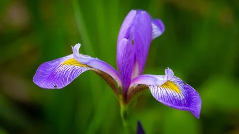 Iris Versicolor 스톡 사진
