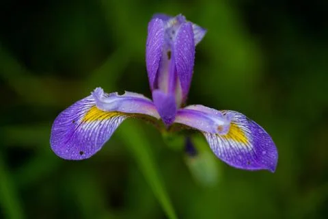 Iris Versicolor 스톡 사진