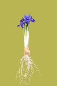 Iris on vintage background Stock Photos