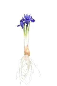 Iris on vintage background Fotos Stock