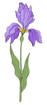 Iris on white background. Hand drawn vector illustration Ilustración de archivo