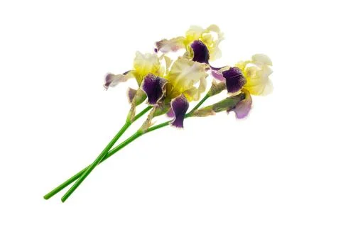 Iris on white isolated background Stock Photos