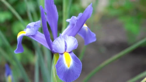 Iris xiphium Stock Footage 135803647
