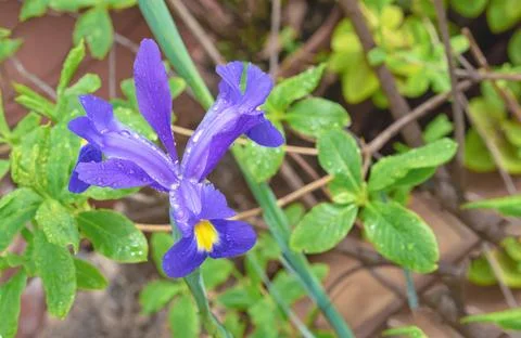 Iris Xiphium or Dutch iris, Spanish iris in a summer garden. Stock Photos