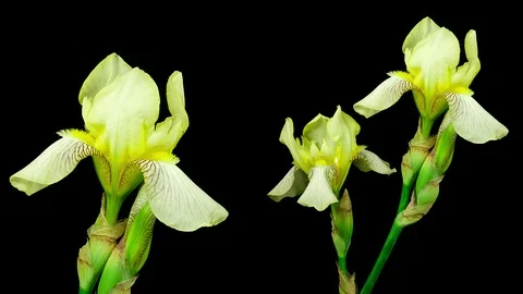 Iris yellow flower blooming timelapse Stock Footage 88663643