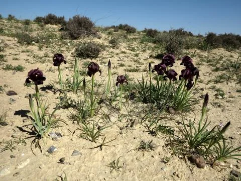 Iris Yeruham Stock Photos
