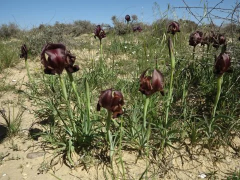Iris Yeruham Stock Photos