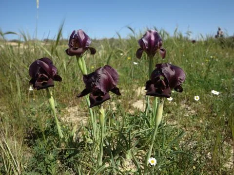 Iris Yeruham Stock Photos