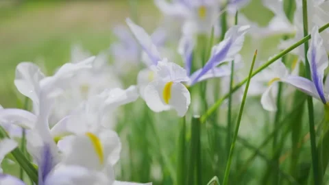 Irises are swaying in the wind 库存影片 331626177