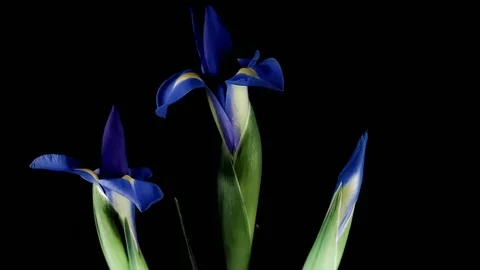 Irises bloom on black background - timelapse Stock Footage 109525905